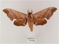 齒翅三線天蛾藏品圖，第1張