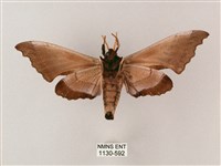 齒翅三線天蛾藏品圖，第2張