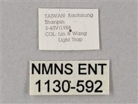 齒翅三線天蛾藏品圖，第3張