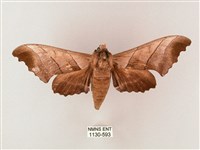 齒翅三線天蛾藏品圖，第1張