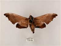 齒翅三線天蛾藏品圖，第2張