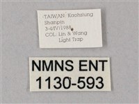 齒翅三線天蛾藏品圖，第3張