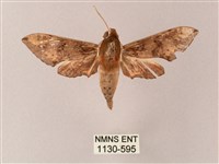 雙斑白肩天蛾藏品圖，第1張