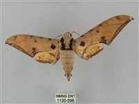 裂斑鷹翅天蛾藏品圖，第1張