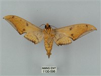 裂斑鷹翅天蛾藏品圖，第2張