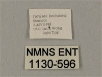 裂斑鷹翅天蛾藏品圖，第3張