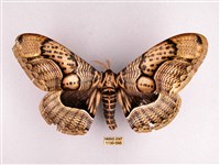 枯球籮紋蛾藏品圖，第1張