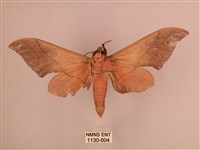 直翅六點天蛾藏品圖，第2張