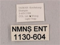 直翅六點天蛾藏品圖，第3張