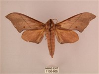 直翅六點天蛾藏品圖，第1張