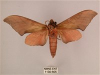 直翅六點天蛾藏品圖，第2張