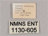 直翅六點天蛾藏品圖，第3張