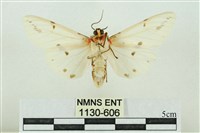 菊池污燈蛾藏品圖，第2張