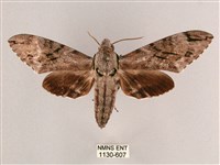 細斜紋霜天蛾藏品圖，第1張