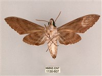 細斜紋霜天蛾藏品圖，第2張