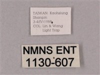 細斜紋霜天蛾藏品圖，第3張