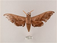 齒翅三線天蛾藏品圖，第1張