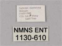 齒翅三線天蛾藏品圖，第3張