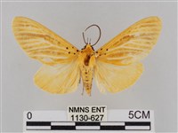 橙擬燈蛾藏品圖，第1張