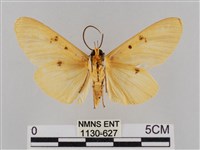 橙擬燈蛾藏品圖，第2張