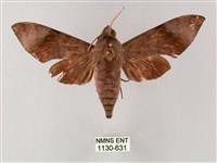 臺灣缺角天蛾藏品圖，第1張