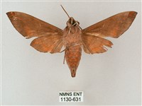 臺灣缺角天蛾藏品圖，第2張