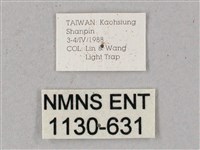 臺灣缺角天蛾藏品圖，第3張