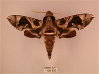 暗綠白腰天蛾藏品圖，第1張