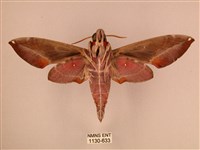 暗綠白腰天蛾藏品圖，第2張