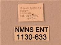 暗綠白腰天蛾藏品圖，第3張