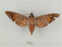 全緣缺角天蛾藏品圖，第2張