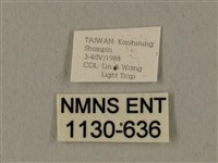 全緣缺角天蛾藏品圖，第3張