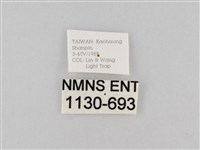 斜紋夜盜蛾藏品圖，第3張