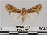 斜紋夜盜蛾藏品圖，第1張