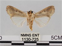 斜紋夜盜蛾藏品圖，第2張