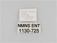 斜紋夜盜蛾藏品圖，第3張