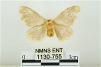 黑翅黃毒蛾藏品圖，第2張