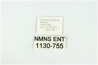 黑翅黃毒蛾藏品圖，第3張