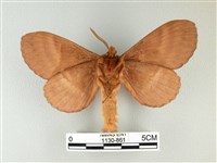 波紋枯葉蛾藏品圖，第2張