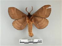 波紋枯葉蛾藏品圖，第2張