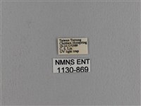 波紋枯葉蛾藏品圖，第3張