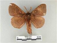 波紋枯葉蛾藏品圖，第1張