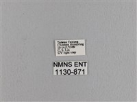 波紋枯葉蛾藏品圖，第3張