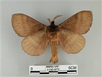 波紋枯葉蛾藏品圖，第2張