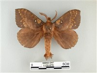 波紋枯葉蛾藏品圖，第1張