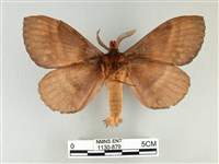 波紋枯葉蛾藏品圖，第2張