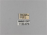 波紋枯葉蛾藏品圖，第3張