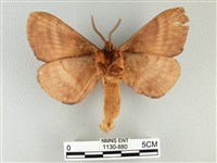 波紋枯葉蛾藏品圖，第2張