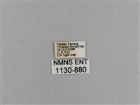 波紋枯葉蛾藏品圖，第3張