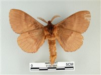 波紋枯葉蛾藏品圖，第2張